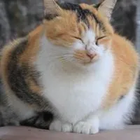 雑談しよー！大人から子供まできてなー