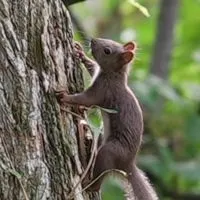 北海道の動物・風景写真と雑談部屋　道外の方も大歓迎！