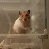 ハムスター好きな人きてー