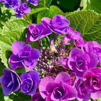 お出かけ 関東🌺花巡りとグルメ旅🌻