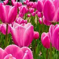 お出かけ 関東🌺花巡りとグルメ旅🌻