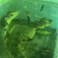 生き物好きの集会