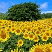 🥀秘密の花が綻ぶ癒しの大人の雑談部屋🥀
