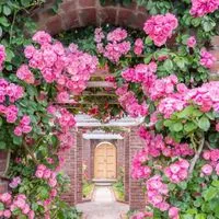 🥀秘密の花が綻ぶ癒しの大人の雑談部屋🥀