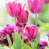 🥀秘密の花が綻ぶ癒しの大人の雑談部屋🥀