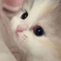 雑談したり歌ったりしよー！