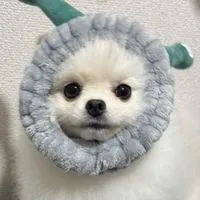 🐶ポメラニアンのとろろ写真垂れ流し🐶
