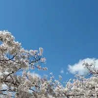 衆議院選挙2026年を議論する政治オプチャ【国政について】経済 議員 投票 雑談 令和8年