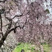 ブラこうみんかん私の桜物語