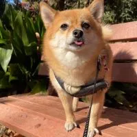 ポメ柴あずき🫘🐶