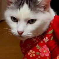猫💘💘💘愛する猫様💘写真館💘💘💘