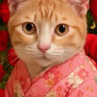 猫💘💘💘愛する猫様💘写真館💘💘💘