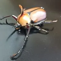 九州　クワガタカブトが好きな人の雑談グル