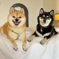豆柴あさのん🐻🦊【発言禁止🚫】