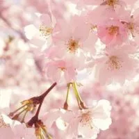 〜桜花×絆〜　s731