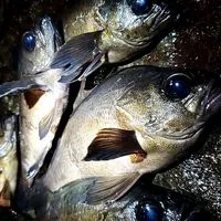 【福井釣り】オフショア＆ショア、ルアーゲームメインオプ😊何釣りでも大歓迎‼️管理人一応釣り歴36年超