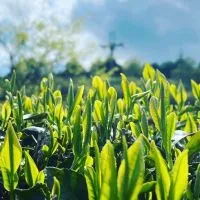 【茶畑ヘルパーズ】和束援農ネットワーク