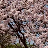 道民(＆元)ほっこり大人の雑談部屋