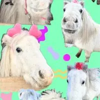ぽぽちゃん🦄の配信情報と最新情報をお知らせ