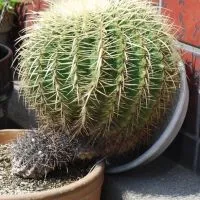 2/15（土）路上サボテンのひみつ