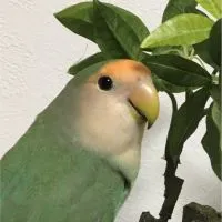 愛鳥の写真を貼るだけの会