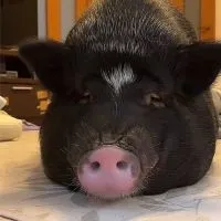 るぅ🐽のサブスクROOM🫶