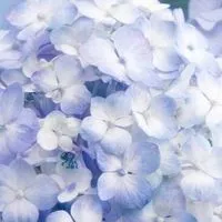 40代50代60代選択的おひとりさま非婚（未婚）女性限定のお部屋☘️