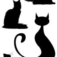 team🐈‍⬛