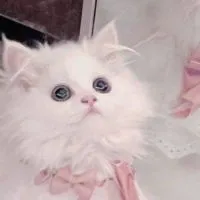 エモ画ほしい人集合！！！