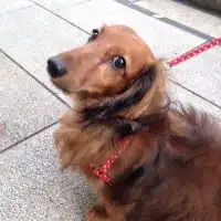 かわいいペット🐶🐈　犬、猫LOVE‼️