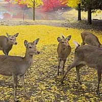 楽しく会話50．60代➕α