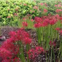 ❣🎤60才~80才🎶唄ってね🎵のんびりルーム🐢