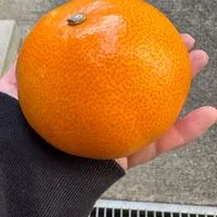 カラフルドロップス農園販売案内