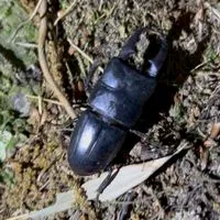 昆虫ハンター協会🐜