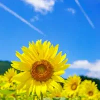 🎉✨Newｵｰﾌﾟﾝ✨🎉☘️マッタリ大人の休憩室🌼40代50代の想い🌼
