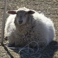 ばべこ動物園
