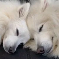 壁紙争奪用写真投稿部屋（🐶ワンワンッ！🐶）