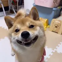 コッペパンはな🐕🥖
