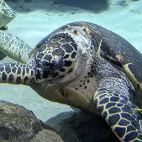 〜生き物好きで、生き物を語ろうの会〜　「小中学生限定」