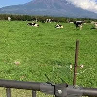 犬猫病気相談室気軽にどうぞ