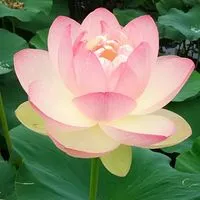 本質へ還る🌏スピリチュアル