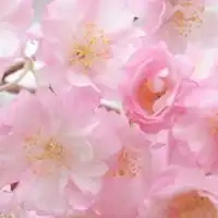 🍒愛知県 シングル 楽しい お食事会😋🍴40～60代集合～🍒