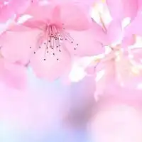アラフィフ〜第二の人生🌸男女！集まれ💓ここだよっ