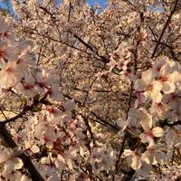 関西学院大学いけばな部2025年度新歓用オープンチャット🌸
