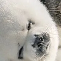 アザラシ幼稚園