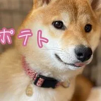 歯磨き柴ポテト🍟🐕 ͗ ͗