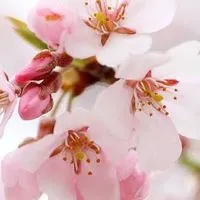 日本大学文理学部心理学科