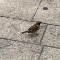 ただの雑談部屋