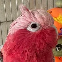 ちあたんファンクラブ🩷🩶🪽