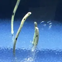恋バナしよー！🫶
